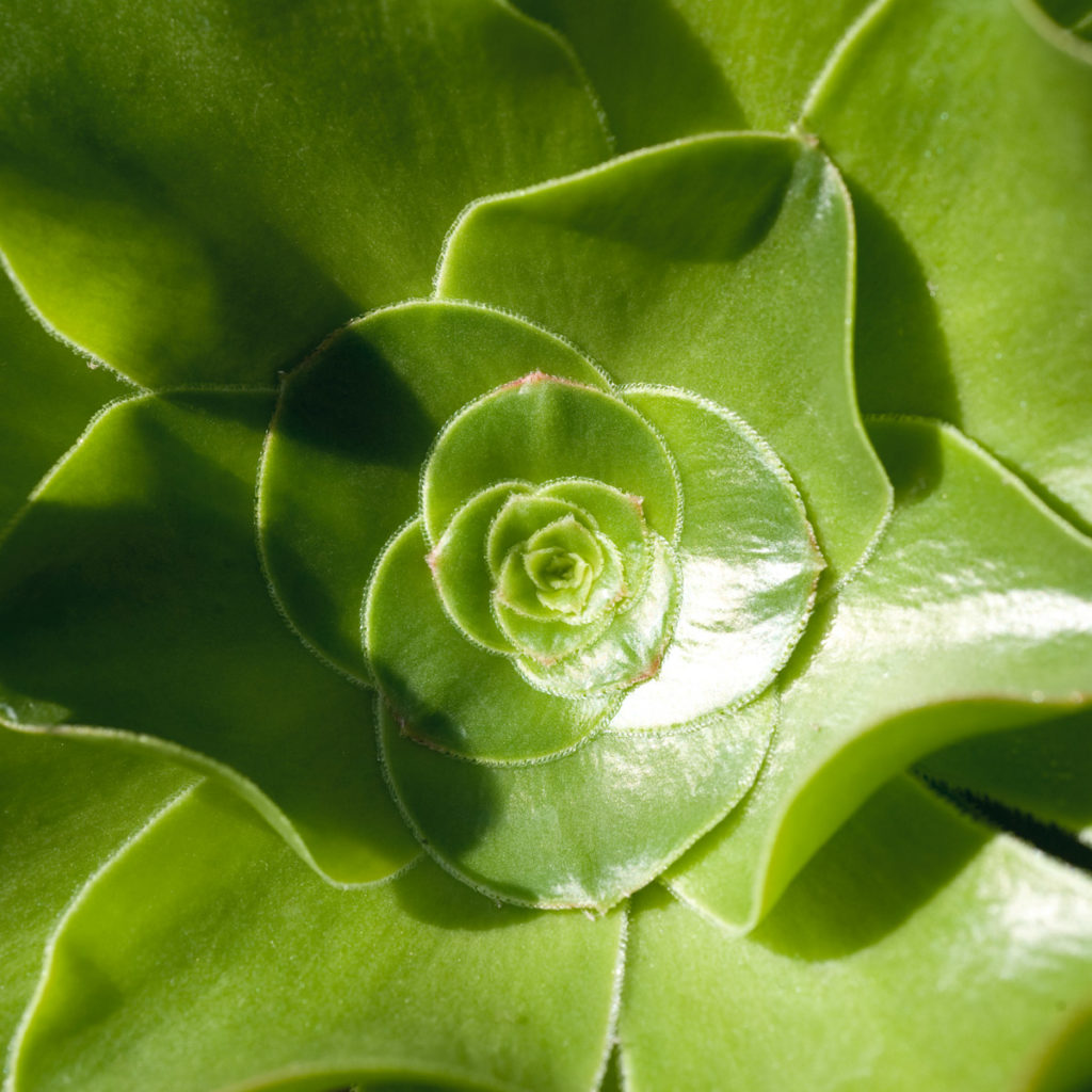 Interviews with Succulents, Aeonium Undulatum