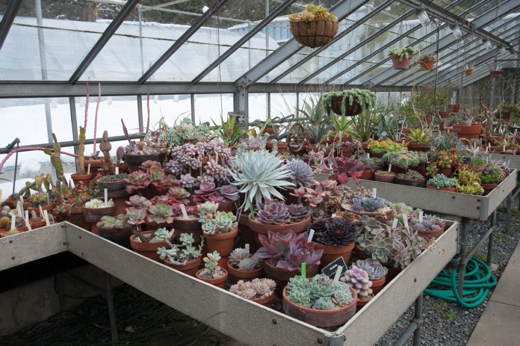 Interviews with Succulents