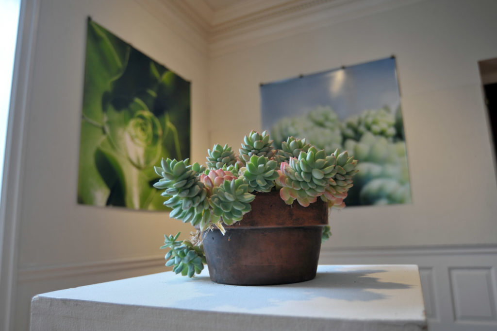 Interviews with Succulents