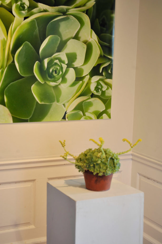 Interviews with Succulents