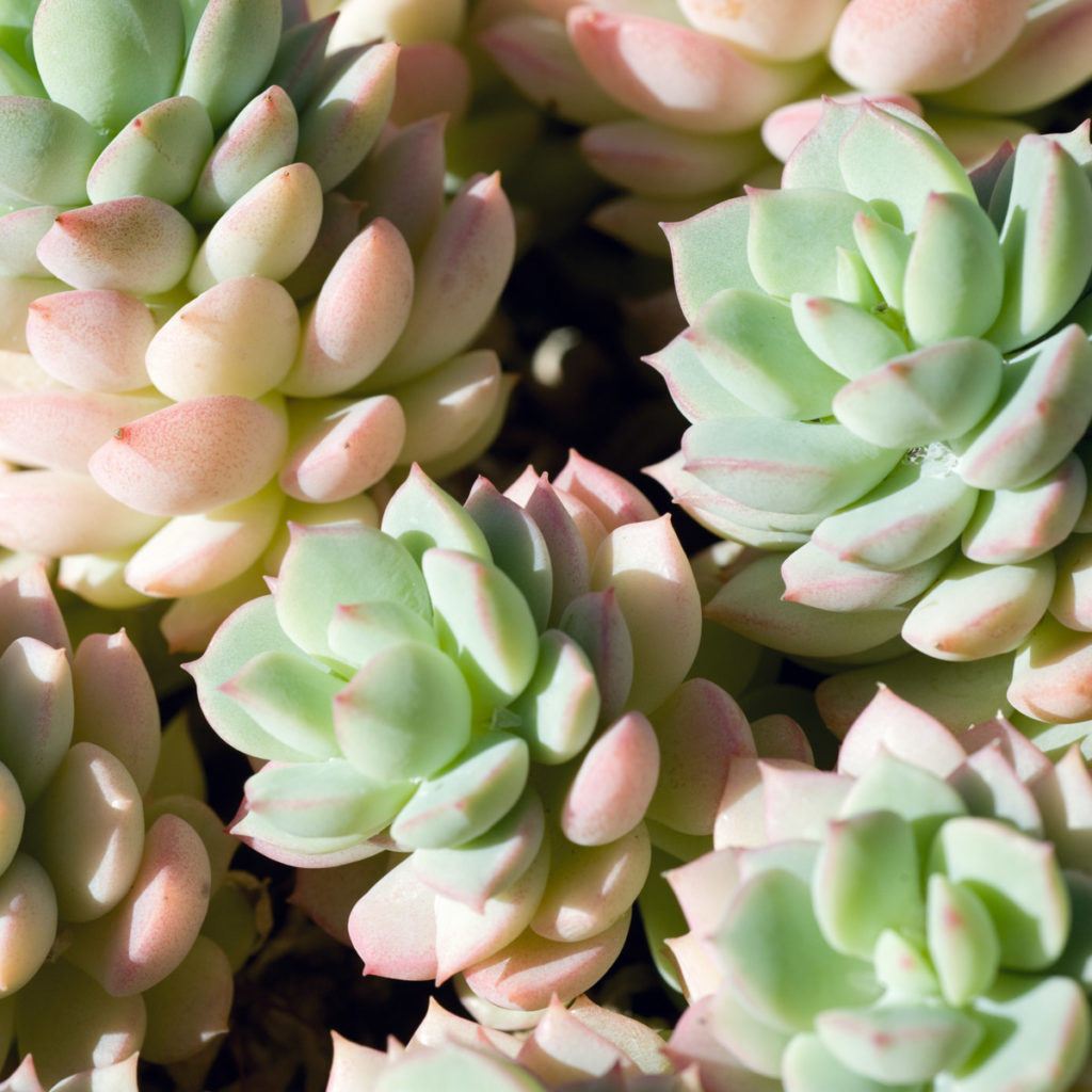 Interviews with Succulents, Echevaria