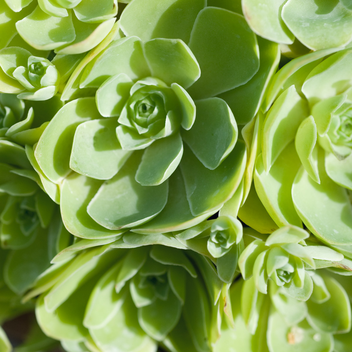 Interviews with Succulents, Greenovia Aurea
