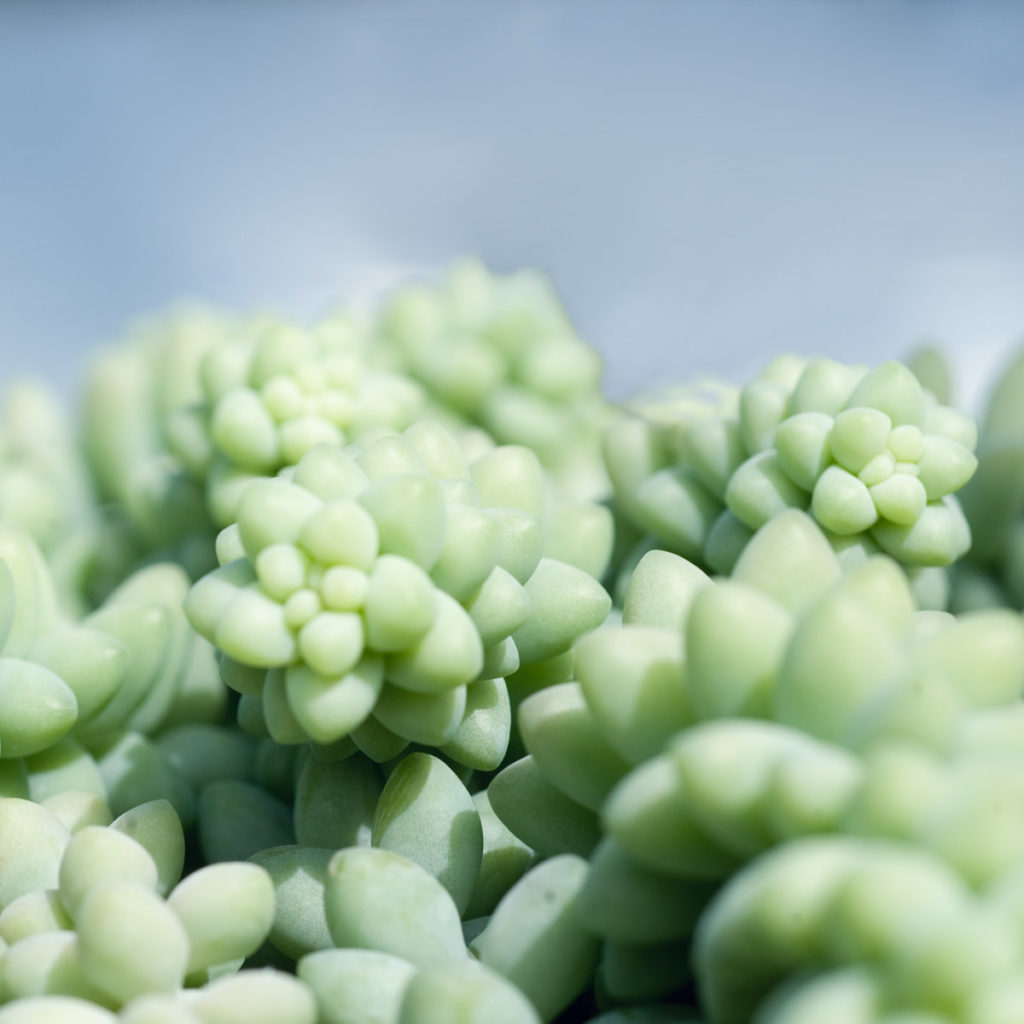 Interviews with Succulents, Sedum Maganianum