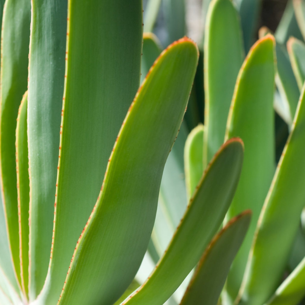Interviews with Succulents, Senecio Citriformis