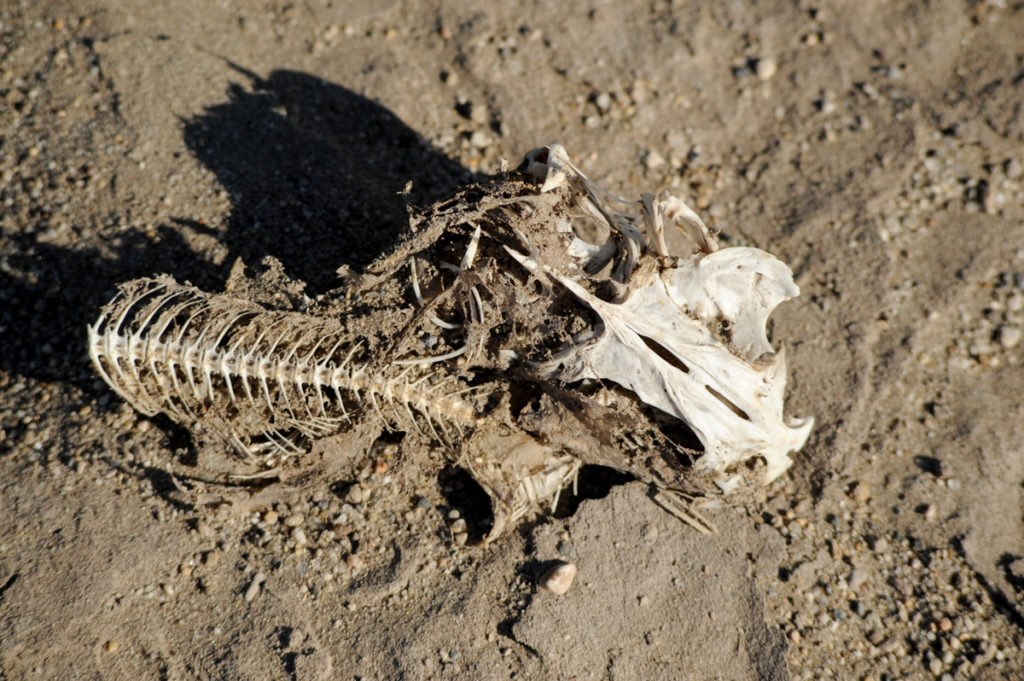 Meditations on Desertification