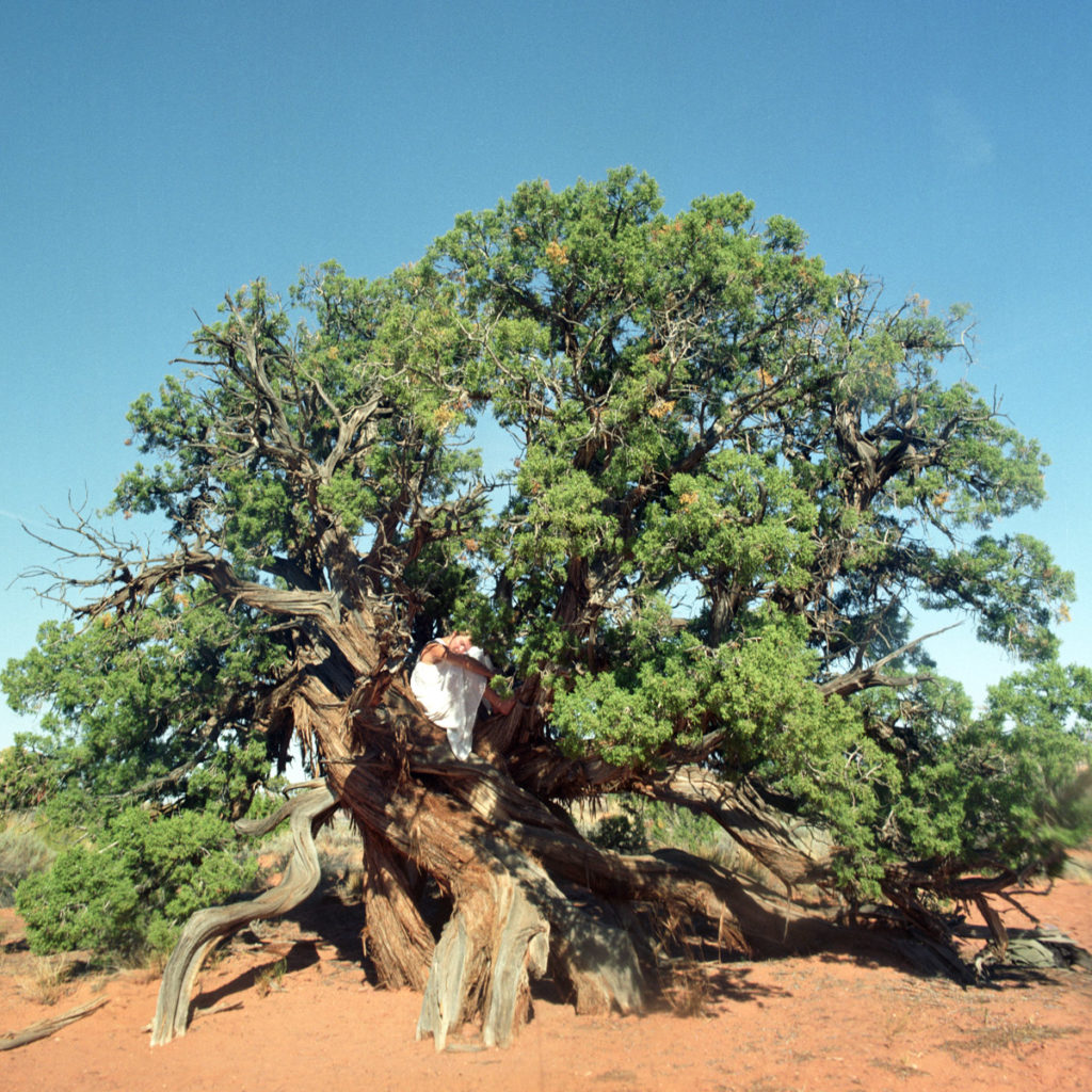 Tree Bed